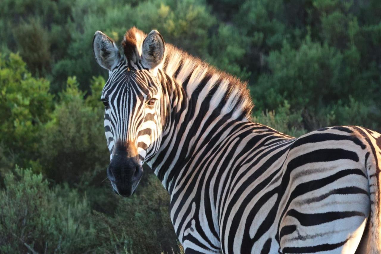 Garden Route Safari Camp Hotel Mossel Bay Exterior photo