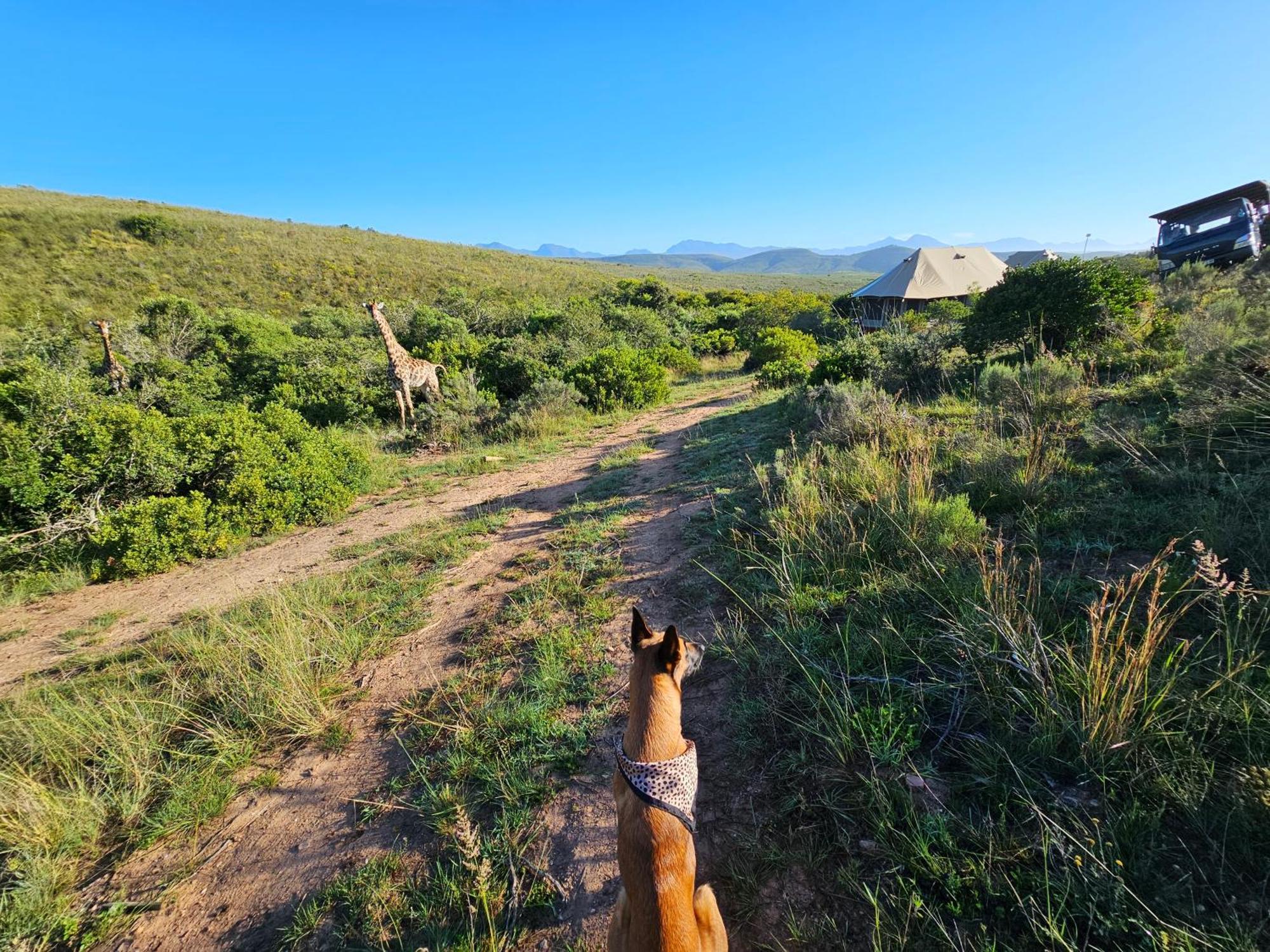 Garden Route Safari Camp Hotel Mossel Bay Exterior photo