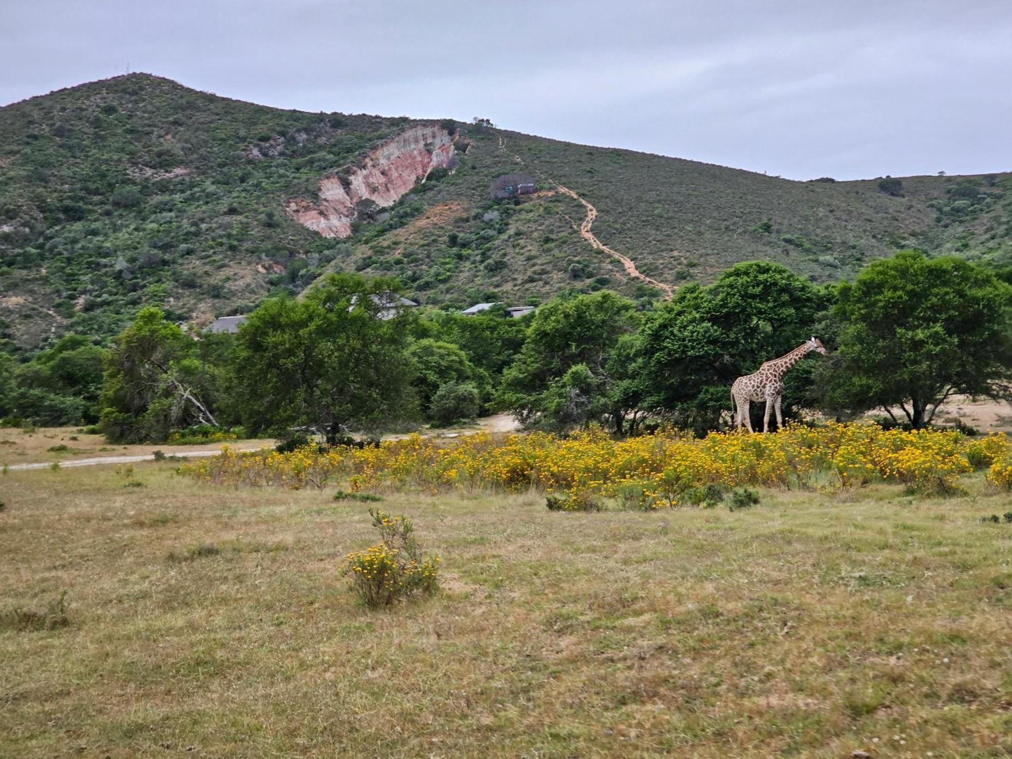 Garden Route Safari Camp Hotel Mossel Bay Exterior photo