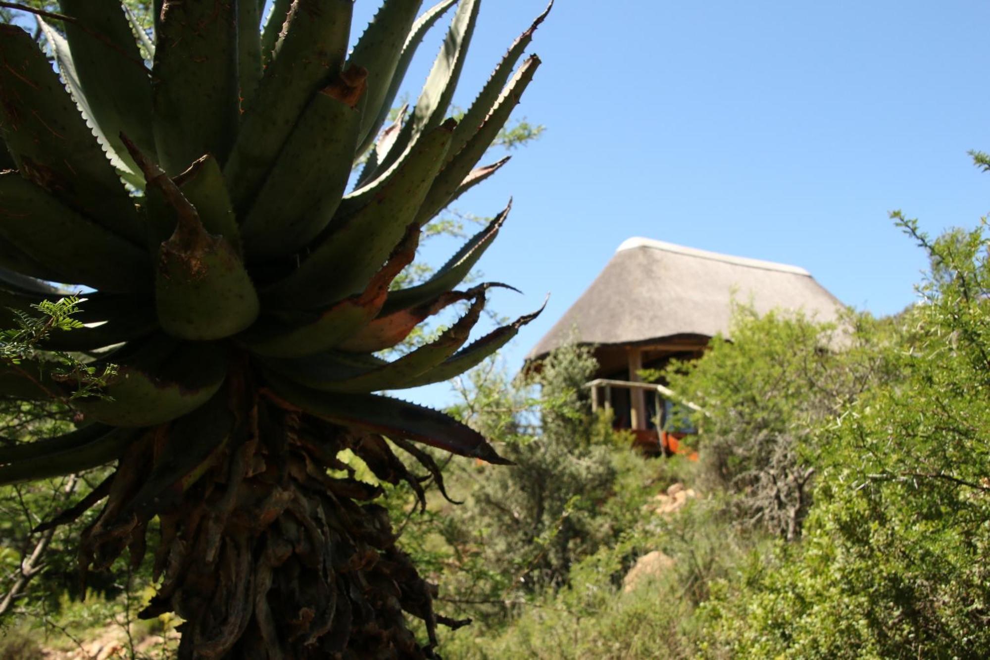 Garden Route Safari Camp Hotel Mossel Bay Exterior photo