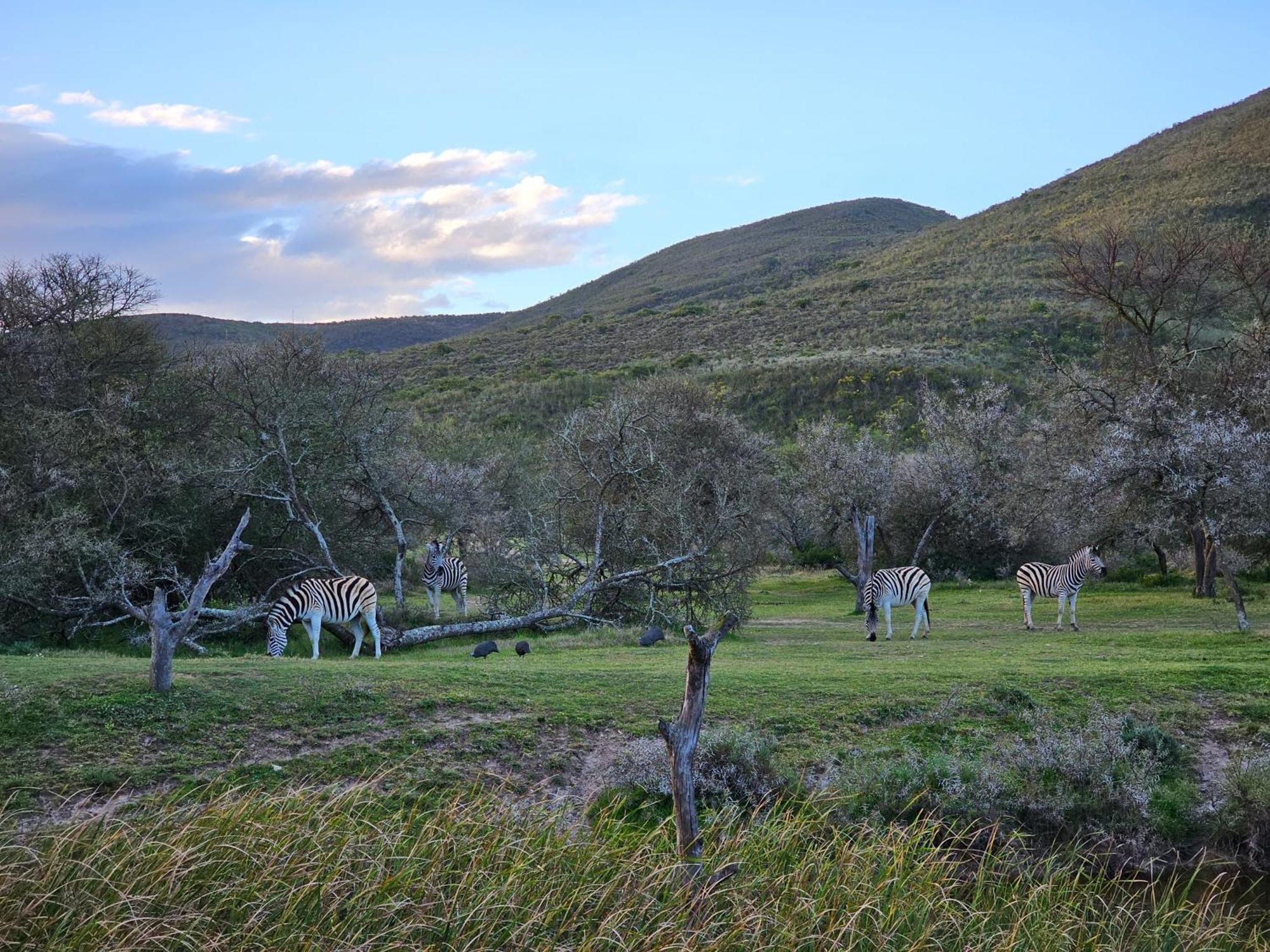 Garden Route Safari Camp Hotel Mossel Bay Exterior photo