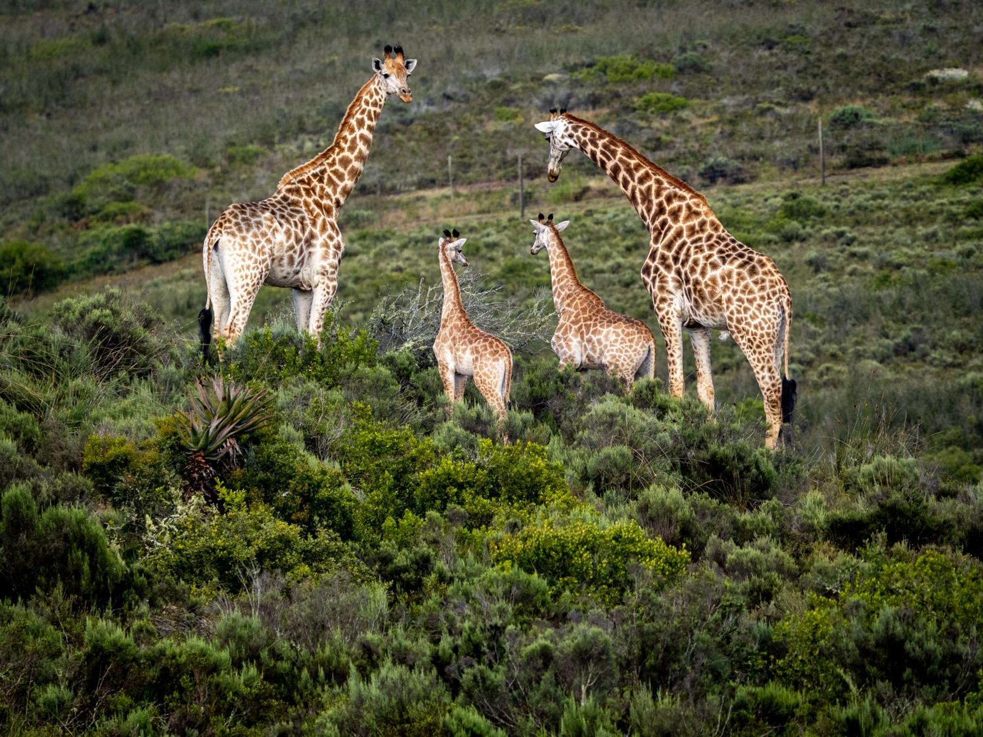 Garden Route Safari Camp Hotel Mossel Bay Exterior photo