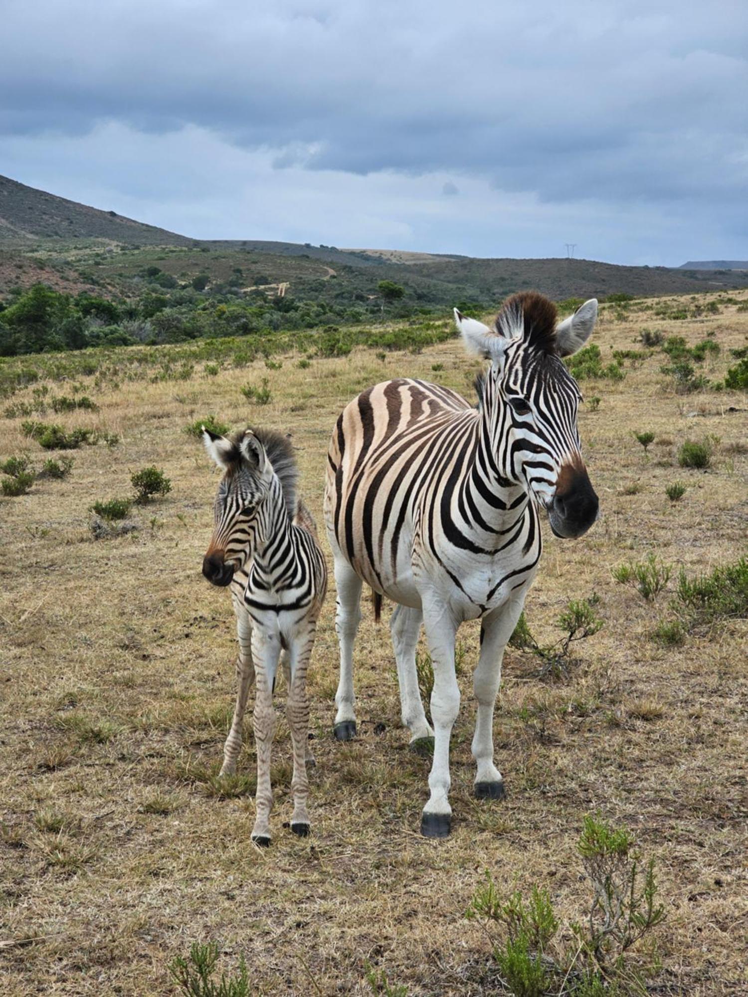 Garden Route Safari Camp Hotel Mossel Bay Exterior photo